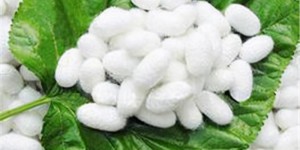 How to wash mulberry silk clothes (how to maintain clothes made of mulberry silk fabric)