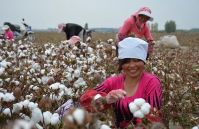 Why is Xinjiang cotton top-notch in the world?  Six reasons to tell you!